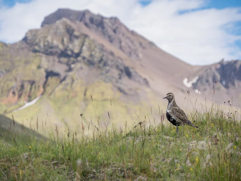 Golden Plover in front of Kristínartindar