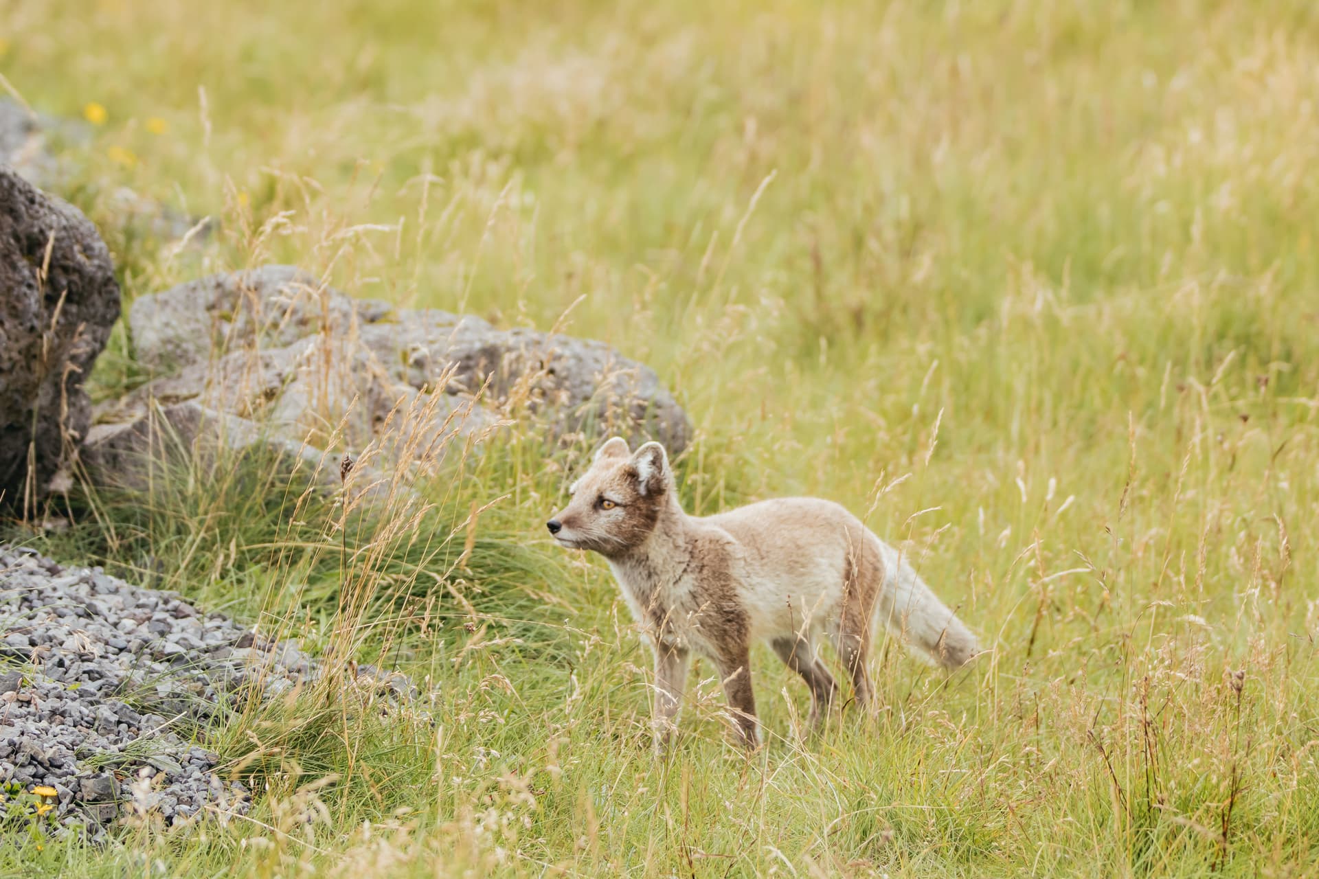 Arctic fox with light brown summer coat standing in tall green and dry grass near rocks.