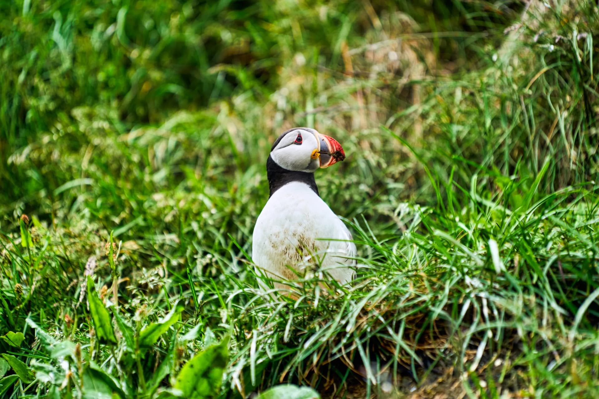 Puffins in Borgarfjörður Eystri reserve sanctuary. Iceland