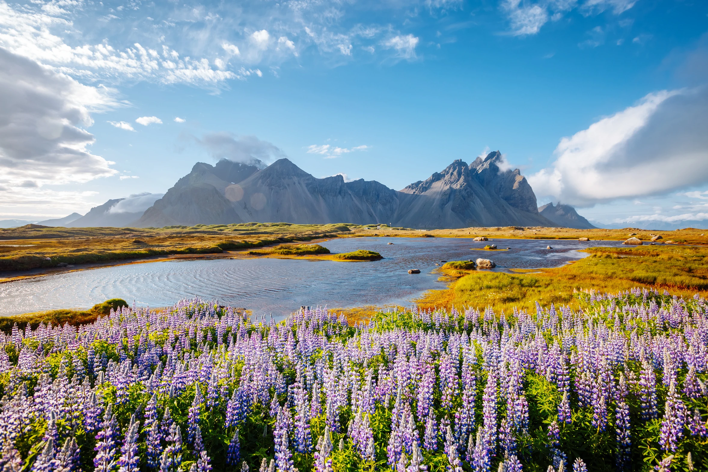 Hermosa vista de flores de lupino en un día soleado. Ubicación Cabo Stokksnes, Vestrahorn, Islandia, Europa.