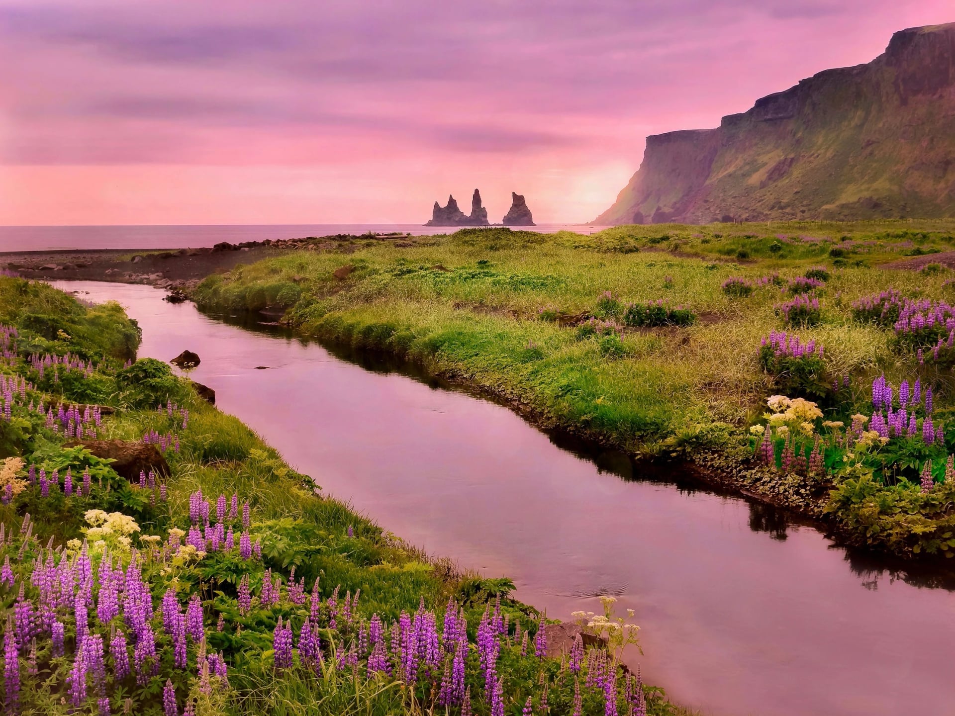 Un hermoso paisaje en Vik, Islandia, con flores de verano en flor y un cielo rosa reflejado en un arroyo que fluye hacia el mar con rocas en forma de pináculo visibles.