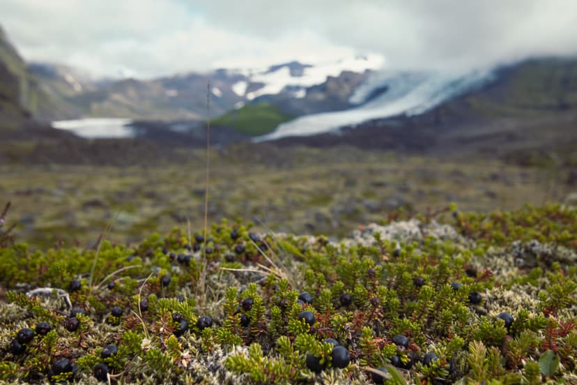 Crowberries growing on mossy tundra with a glacier and snow-capped mountains in the background.
