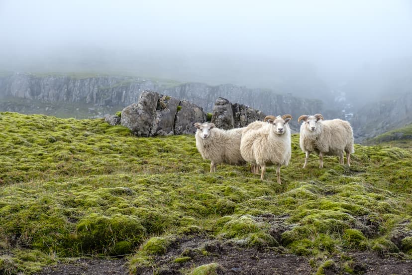 Three sheep standing on a mossy, rocky hillside in a foggy landscape.